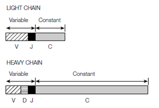 2449_Recombination of heavy chain genes.png